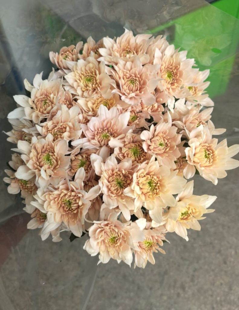 Blush chrysanthemum bunch