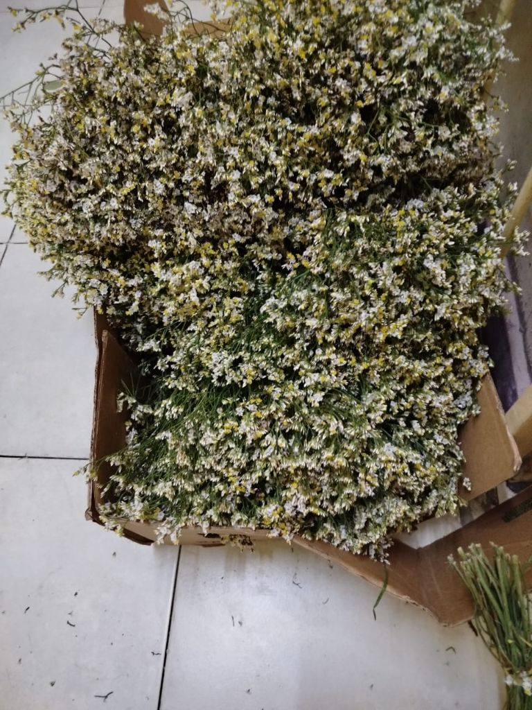 Boxed white limonium stems