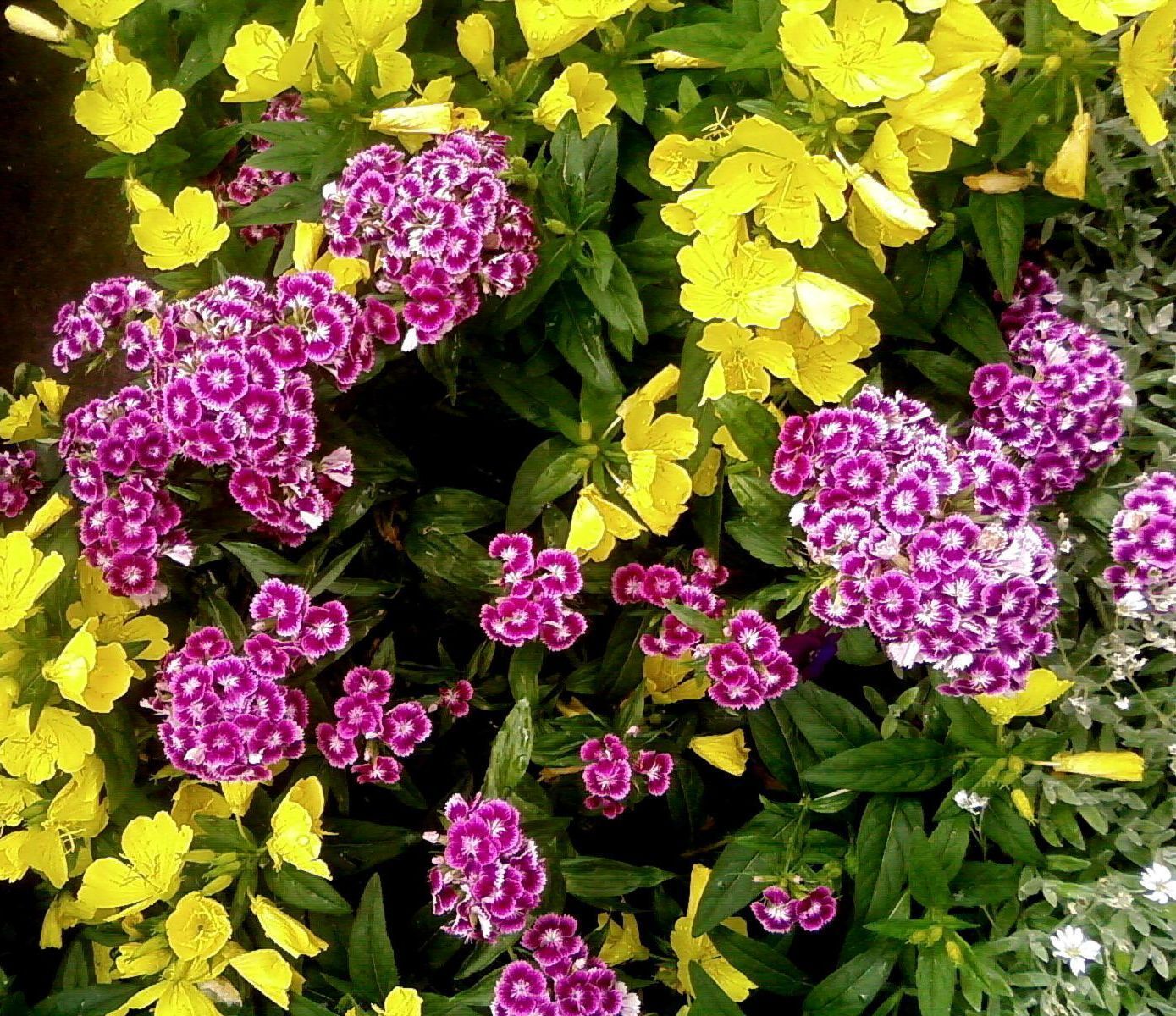 Carnations