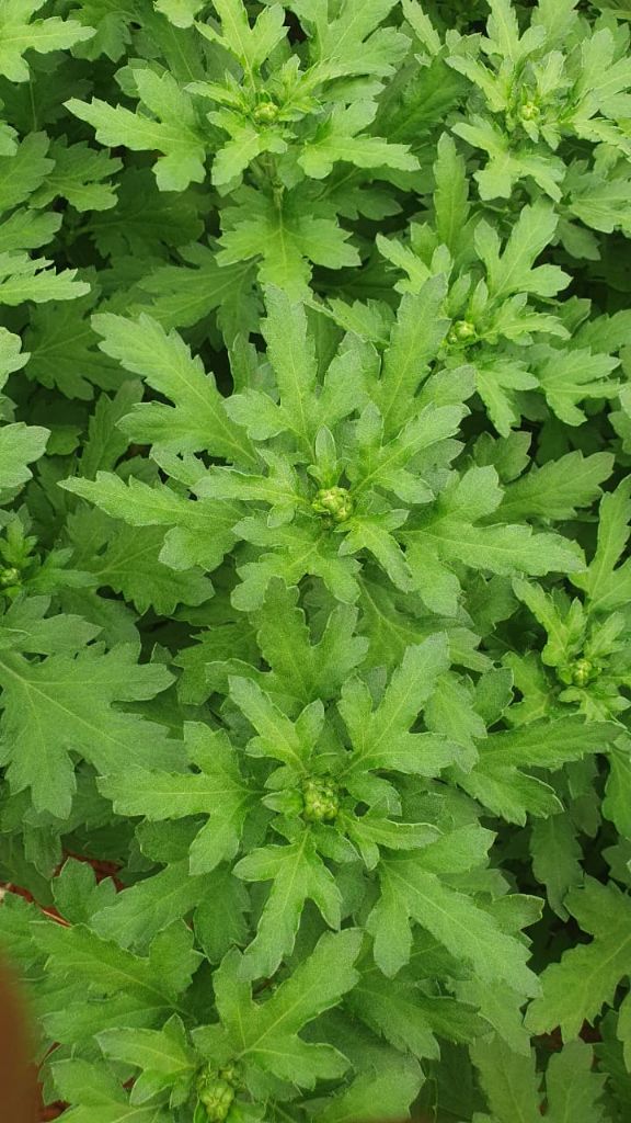 Chrysanthemum plants at early bud stage
