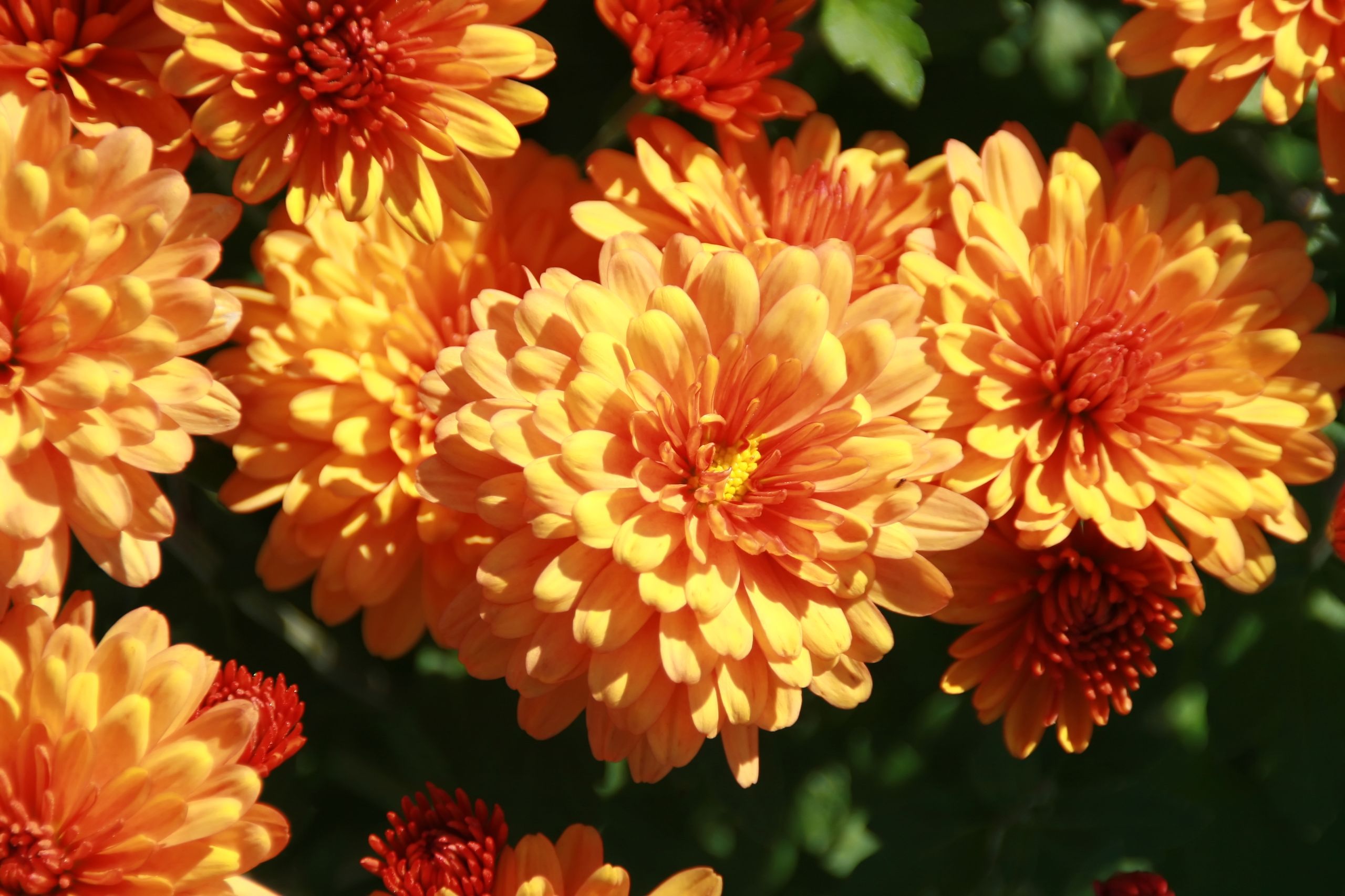 Chrysanthemums