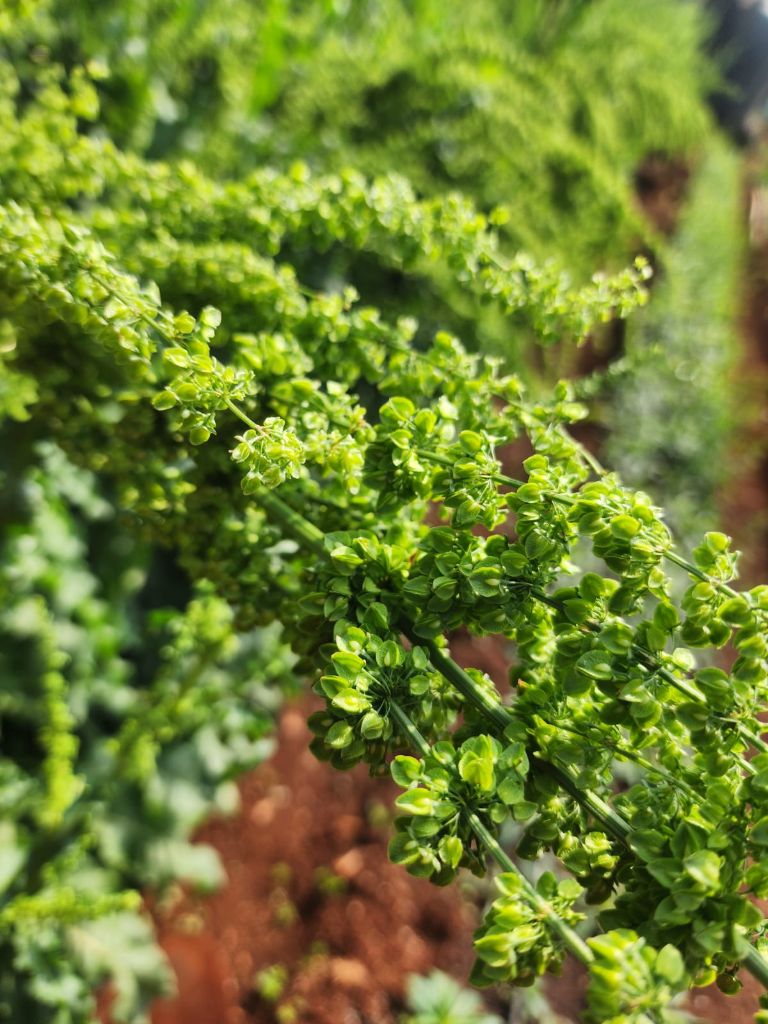 Green filler stems in the field