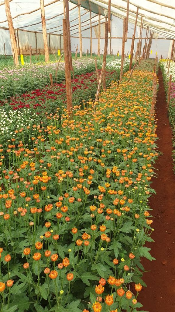 Chrysanthemums growing inside the greenhouse