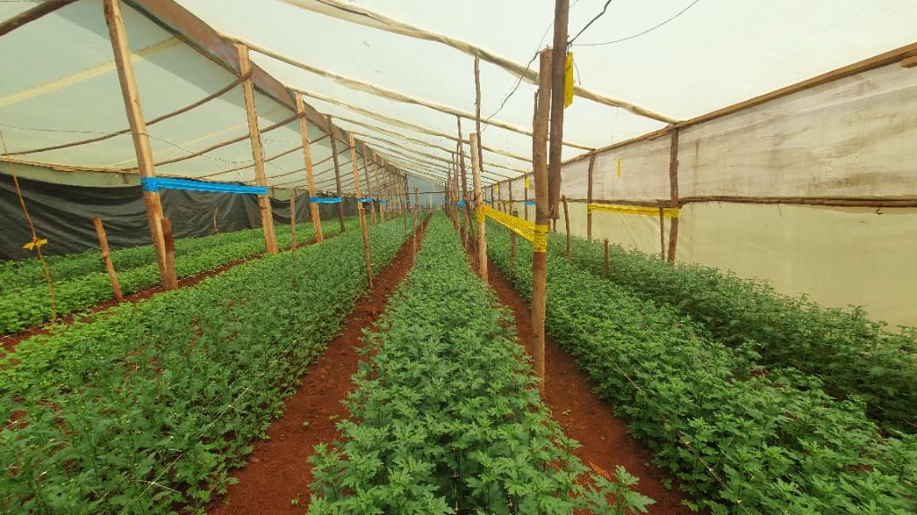 Greenhouse rows prepared for flower production
