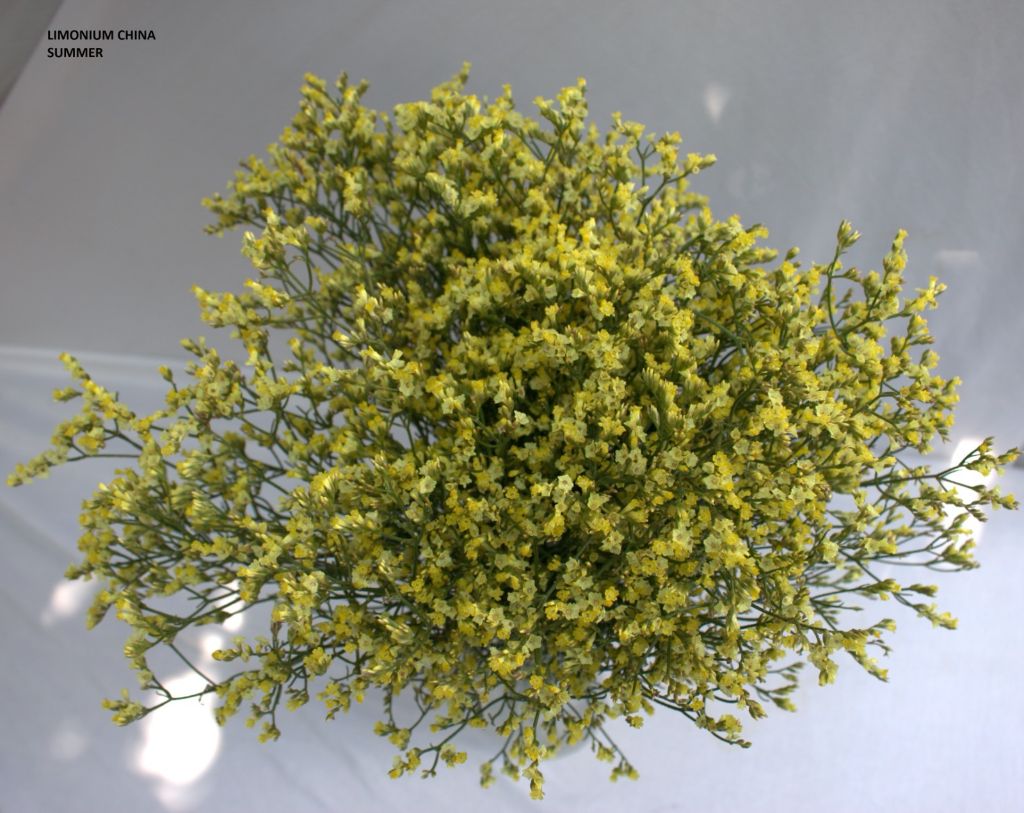 Limonium China Summer bunch