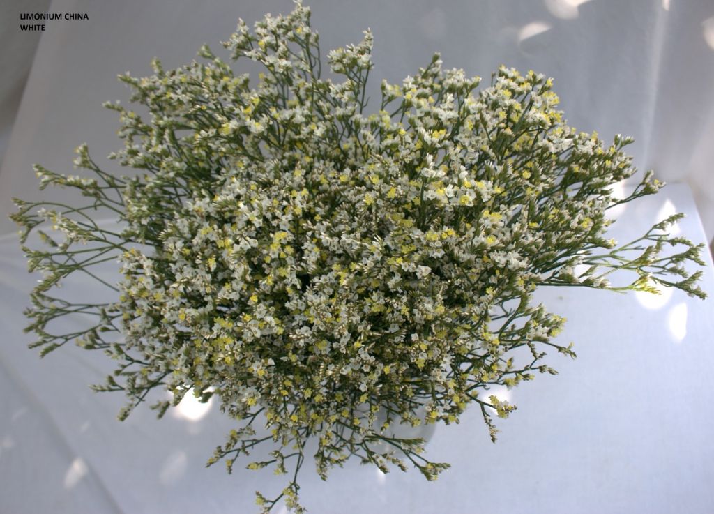 Limonium China White bunch