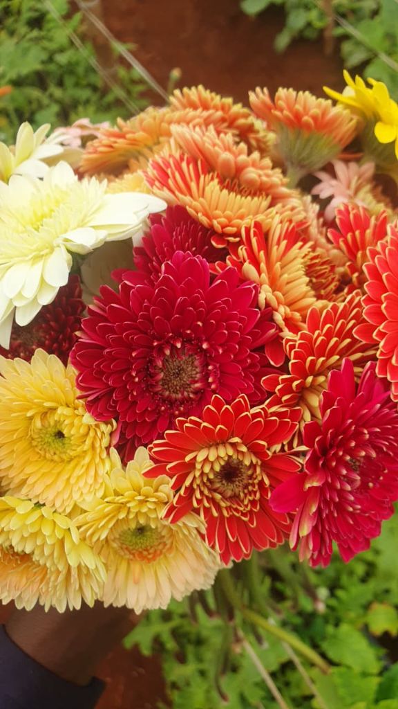 Mixed bouquet of chrysanthemum flowers