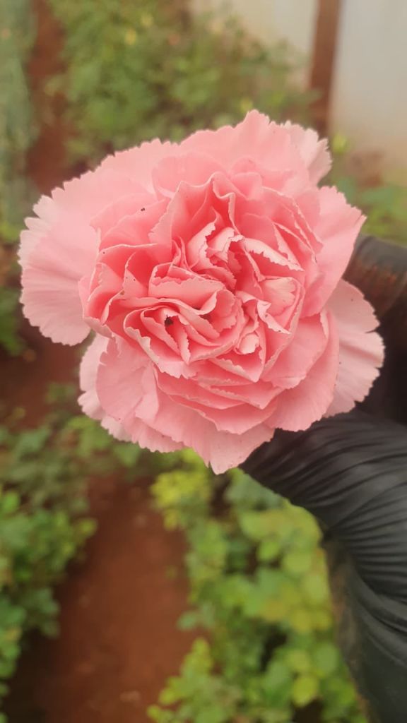 Pink carnation bloom close-up