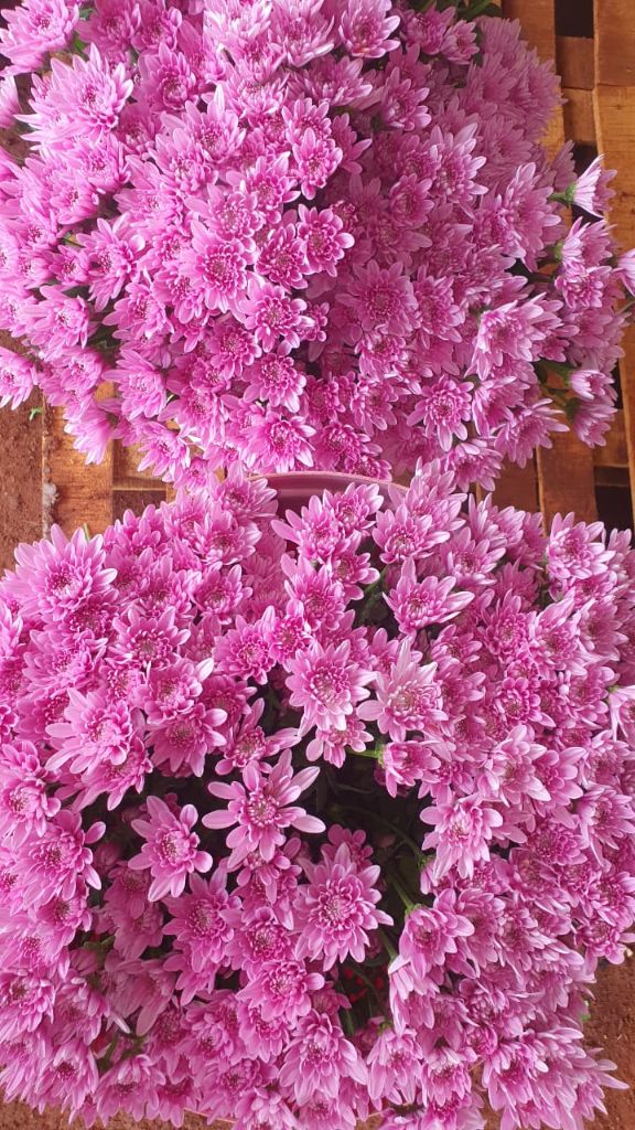 Packed bunches of pink chrysanthemums