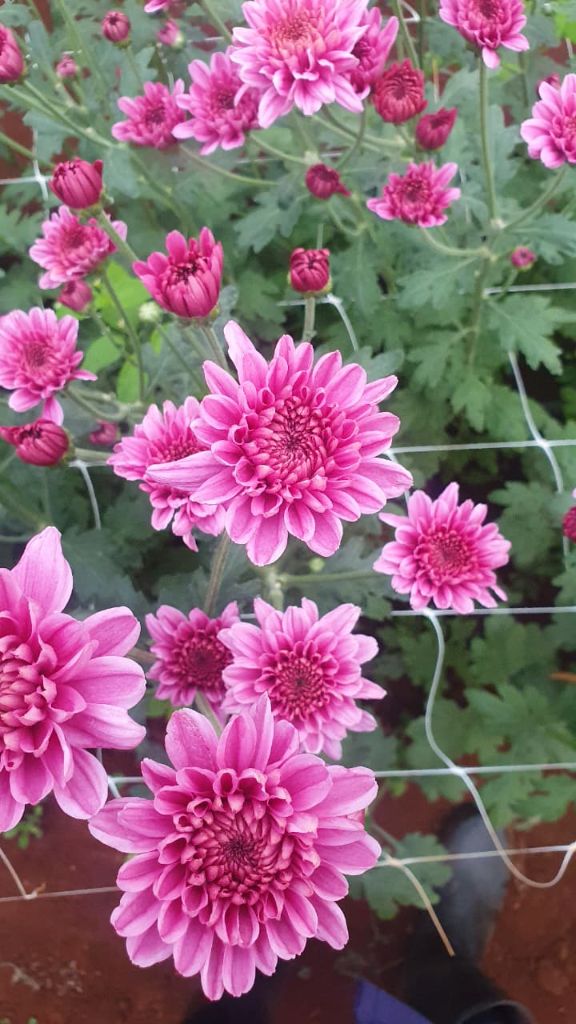 Pink chrysanthemums growing under net support