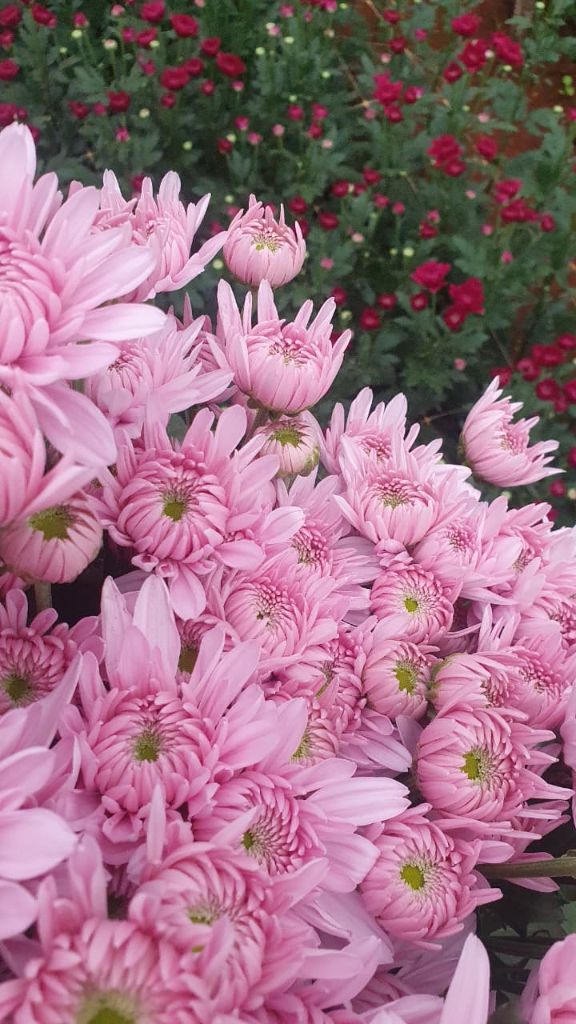Pink chrysanthemum stems in bloom