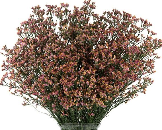 Pink limonium bunch
