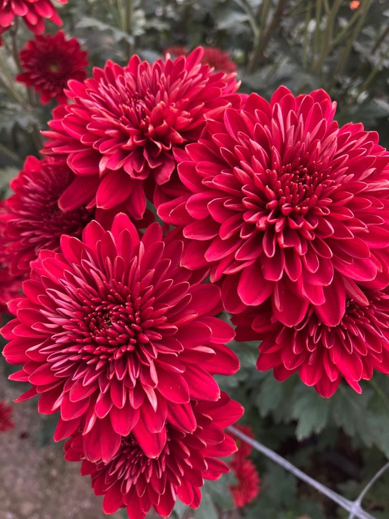 Deep red chrysanthemum blooms