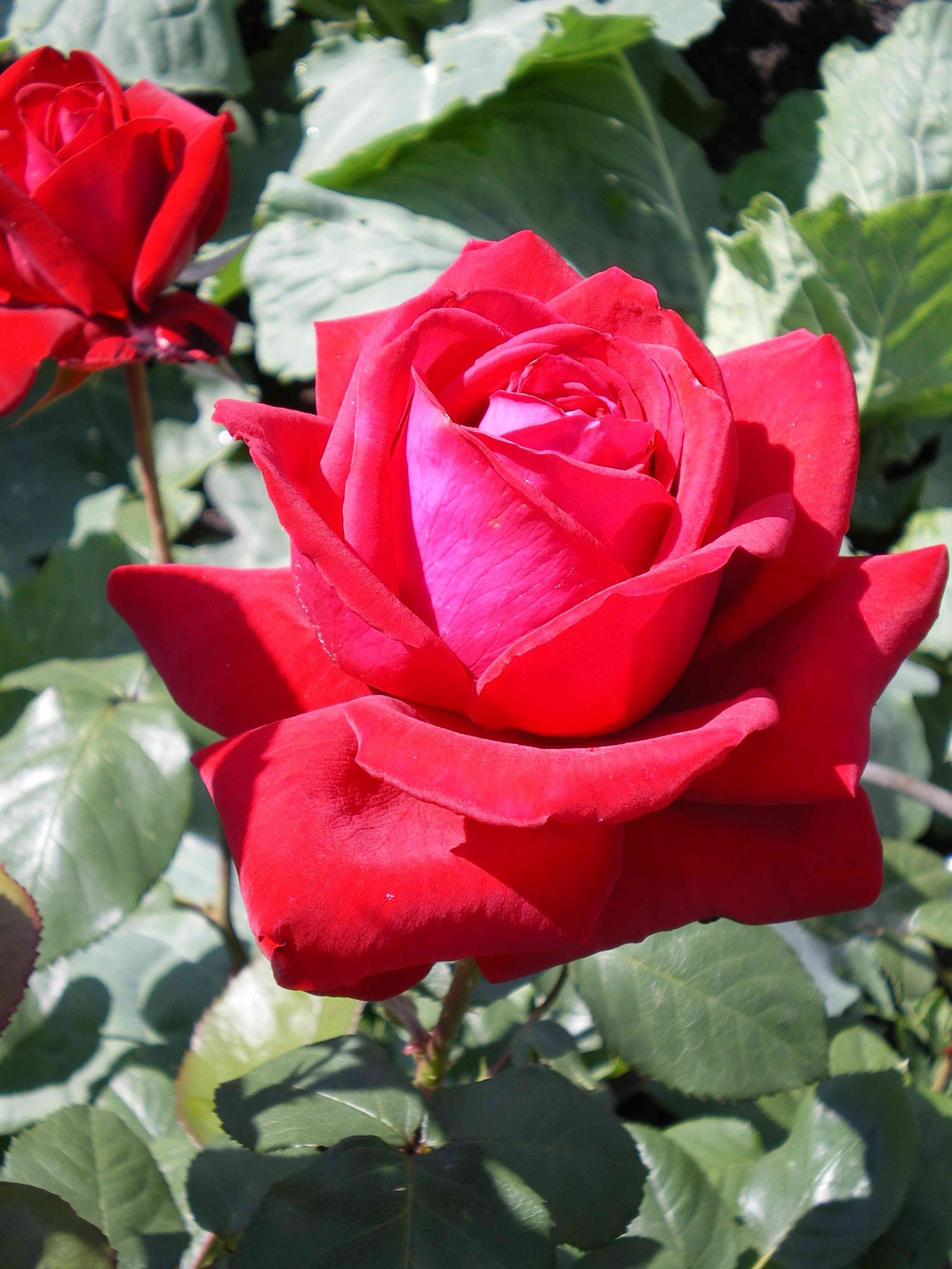 Standard roses