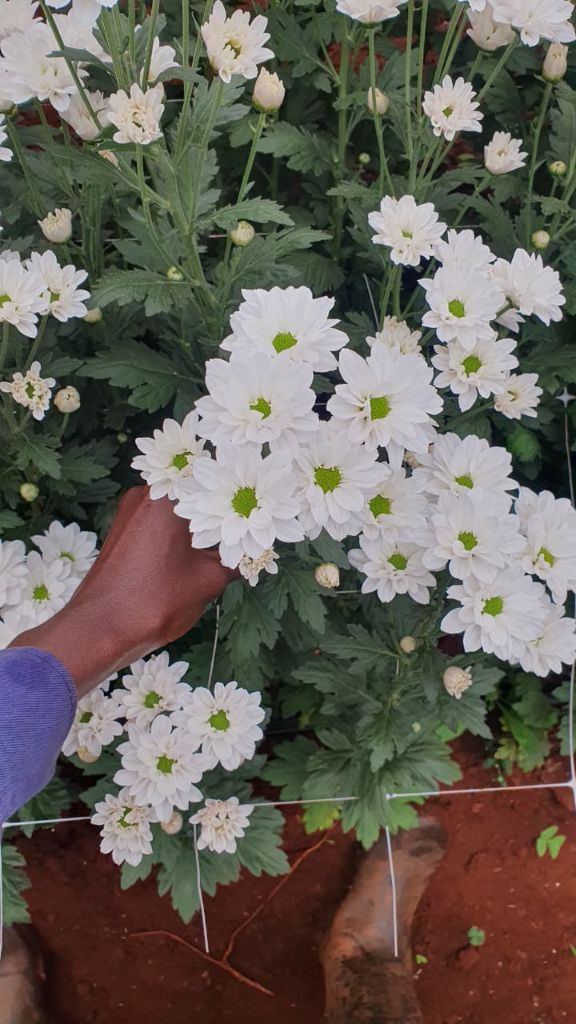 White chrysanthemums ready for harvest