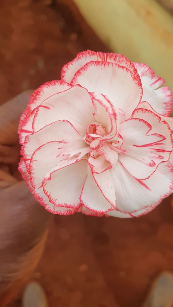 White carnation with red-edged petals