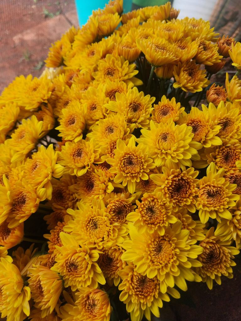 Yellow chrysanthemum bunches